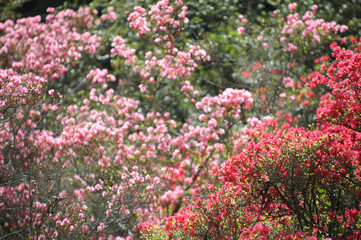 山里に咲く満開のツツジ