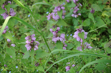 満開のシソの花