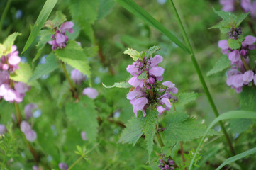 満開のシソの花