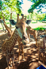 Giraffe family in a safari park. Animal portrait