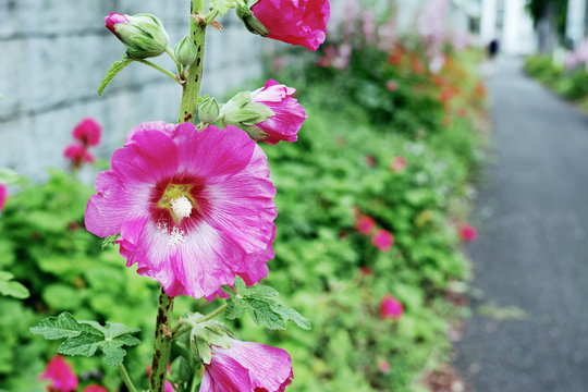 1 997 Best 赤紫色 Images Stock Photos Vectors Adobe Stock