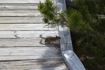 Late Spring in Yellowstone National Park: Least Chipmunk Foraging Under a Tree on the Edge of a Trail in the Norris Geyser Basin