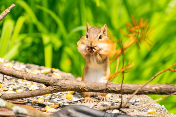  eastern chipmunk 