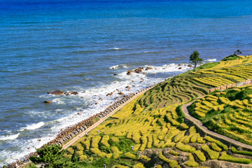 能登半島・白米の秋の千枚田