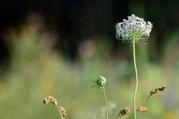 close up view of the grass in the morning field