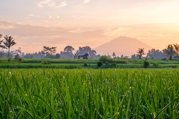 Fresh green rice field against the backdrop of the Agung volcano on the island of Bali. Bright orange sunrise. Morning rice field and volcano in a haze.