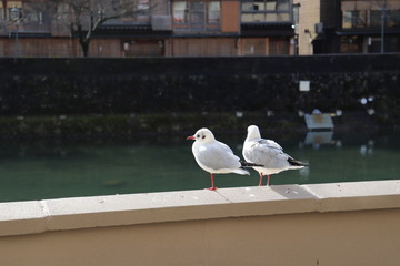 ユリカモメ