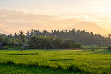 Fresh green rice field against the backdrop of the Agung volcano on the island of Bali. Bright orange sunrise. Morning rice field and volcano in a haze.