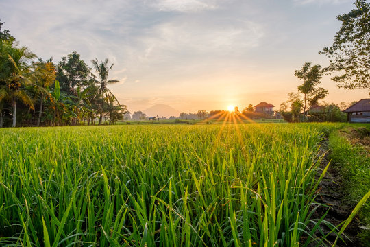 Morning photo of rice field full of dew