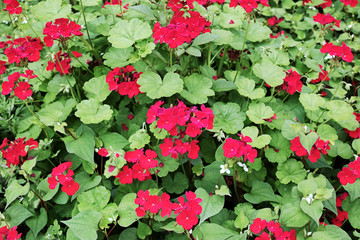 赤いゼラニウムの花