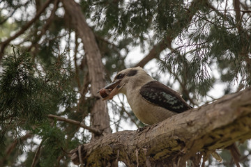 A laughing kookaburra has stolen some food and keeping it in its beak.