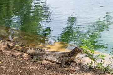 Monitor lizard at Lumpini Park, Bangkok. Asian, dangerous.