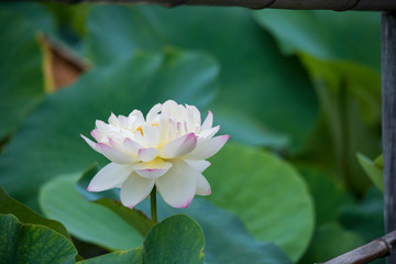 lotus bloom purity of heart