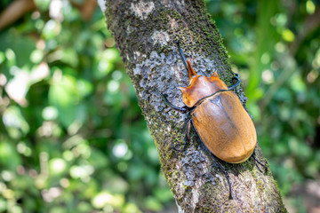 bug on a tree