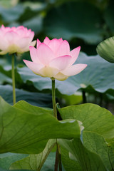 lotus bloom purity of heart