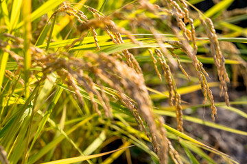 首を垂れる稲の穂