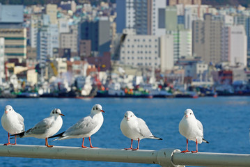 seagulls resting on the railing at harbour.Busan port in winter