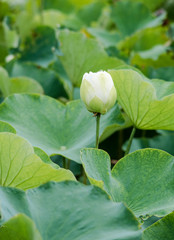 lotus bloom purity of heart