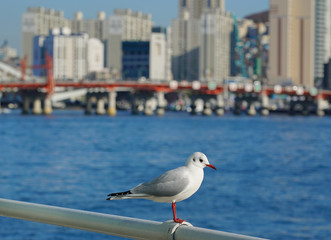 seagulls resting on the railing at harbour.Busan port in winter