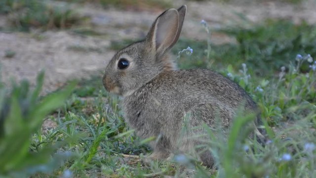 Wildkaninchen (Oryctolagus cuniculus)