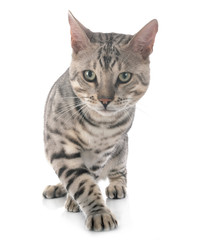 Obraz premium bengal cat in studio