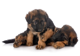 puppies german shepherd