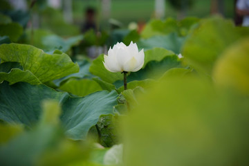 lotus bloom purity of heart