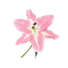 Softness Pink Lily Perfection Flower with green leaf. Isolated color pencil drawing single flower head full face on white background. Ornate nature floral digital design element.