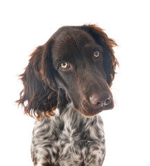 Small Munsterlander in studio