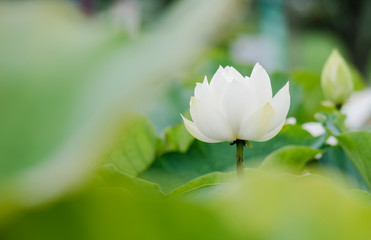 Obraz premium lotus bloom purity of heart