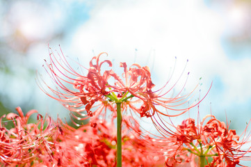 光の中の曼珠沙華