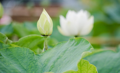 lotus bloom purity of heart