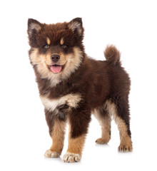 puppy Finnish Lapphund in studio