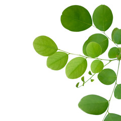 Obraz premium green tree leaf isolated on white background