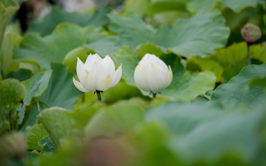 lotus bloom purity of heart