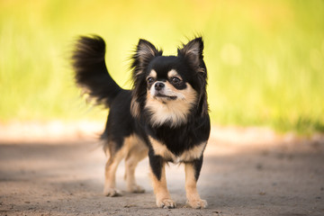 Obraz premium Summer. A Chihuahua dog in a Sunny clearing. Hot day.