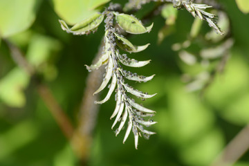 aphid on green leaves