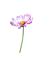 Fototapeta premium Cosmos flowers isolated on white background , clipping path macro
