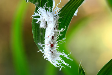 White worm on green leaves