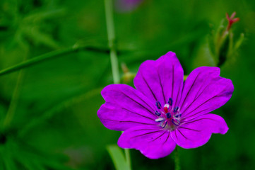 The opened bright violet spring flower on a background of spring greenery. Macro shot of a purple forest flower in spring.
