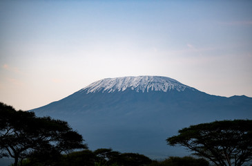 Fototapeta premium mount Kilimanjaro in early morning light