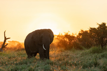 Fototapeta na wymiar elephant at Sunrise