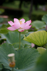 lotus bloom purity of heart