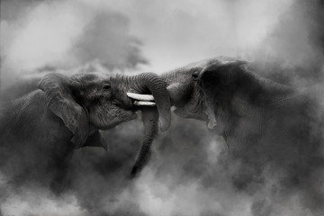 Elephants in amboseli national park fighting 