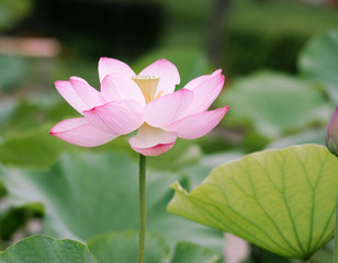 Obraz premium lotus bloom purity of heart