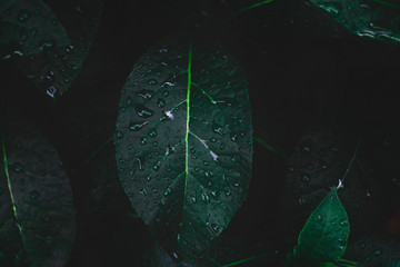 Dew and Green leaves background. Green leaves color dark tone after raining in the morning....