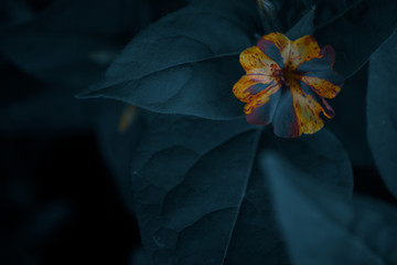 fiore