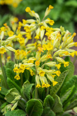 Primula Veris flower in garden