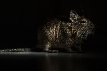 Rodent Degu (Chilean squirrel) stands in the dark, he is illuminated by a bright light. Topics of animals and rodents pests