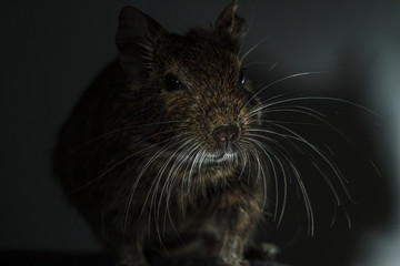 Rodent Degu (Chilean squirrel) stands in the dark, he is illuminated by a bright light. Topics of animals and rodents pests